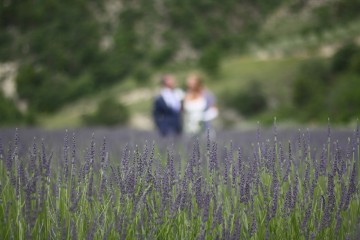 lavandin veld