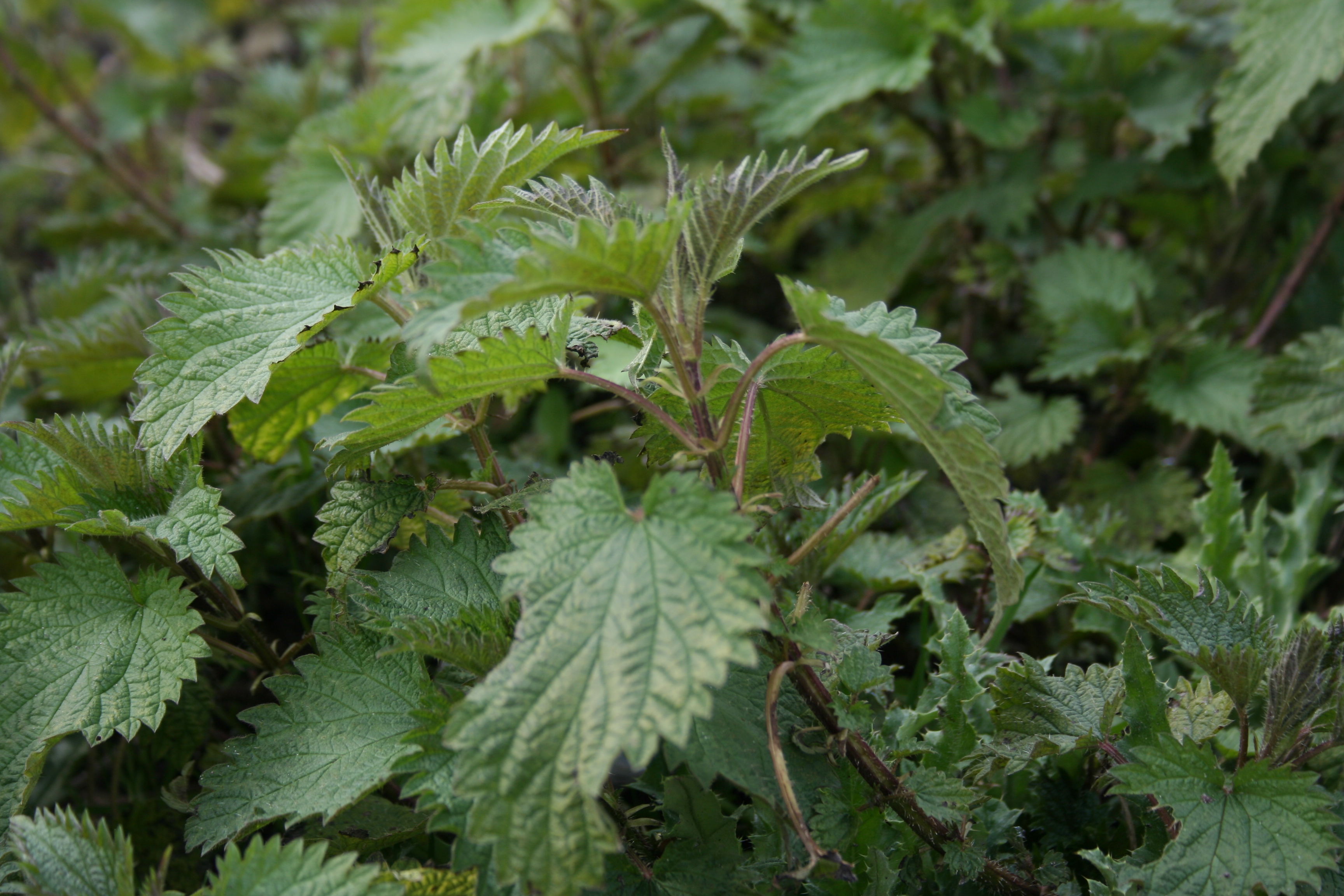 Netelige kwestie de en al zijn