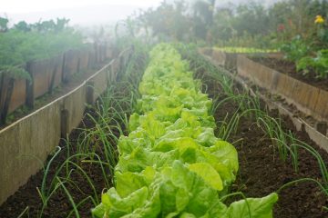 moestuin