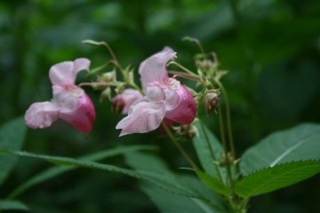 Bach Blossoms Bach Bloesems - Reuzebalsemien