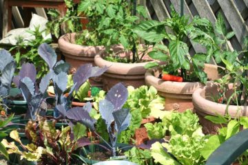 moestuinieren