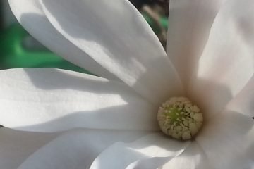 Zicht op Helderheid clarity