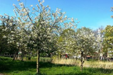 Hooikoorts hay fever