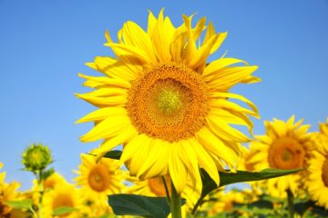Symboliek van bloemen en planten