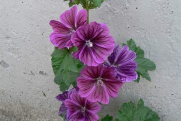 Groot Kaasjeskruid High Mallow