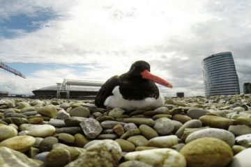 Amsterdam Wildlife