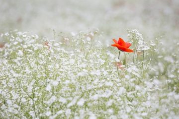 Natuur en Milieu Educatie