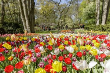 tulpen