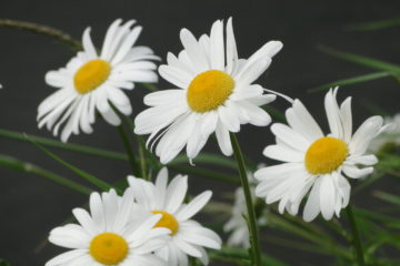 fete de la nature