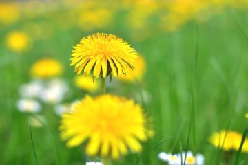 paardenbloem