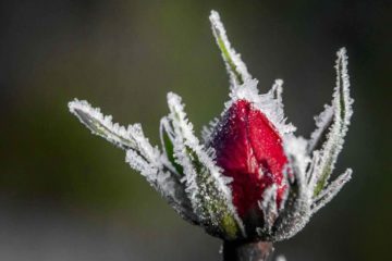 bevroren liefde