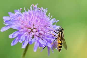natuurlijk tuinieren