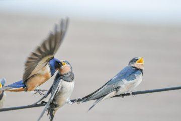 body and mind amsterdam - vogels - huiszwaluw