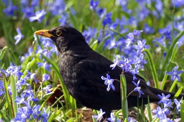 vogel