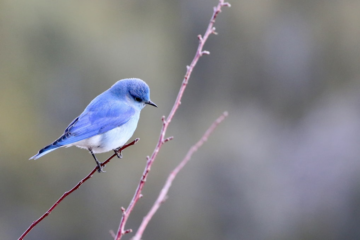 vogels