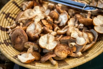 shiitake