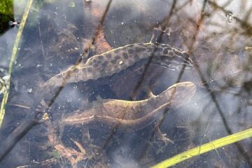 salamanders