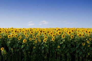 zonnebloemen