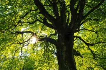 bomen