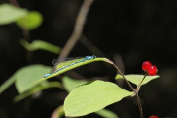 Libellen in de tuin. Hoe trek je libellen aan?