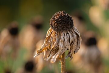 photocredits: pawel-czerwinski-unsplash. Tuinieren in droge tijden