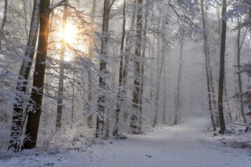 winter. photocredits: pixabay/Sonyuser