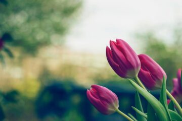 biologische bloembollen. photocredits: pixabay/Pexels